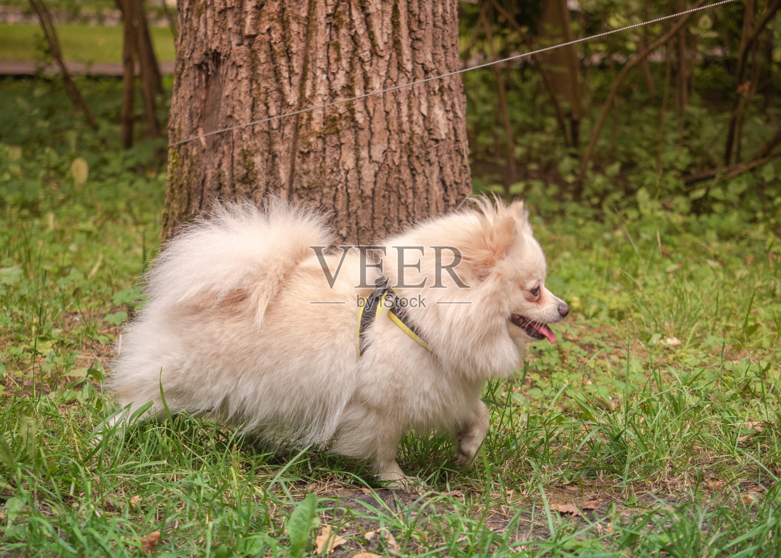 一只纯种的米色博美犬在树上系着皮带。照片摄影图片