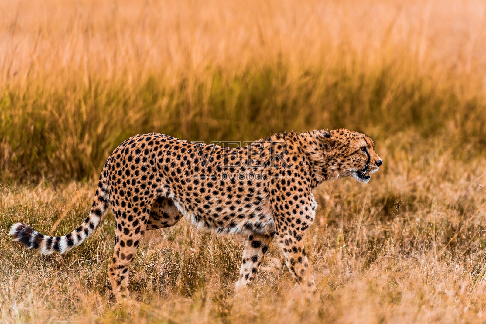 野生的办公室窗口照片摄影图片