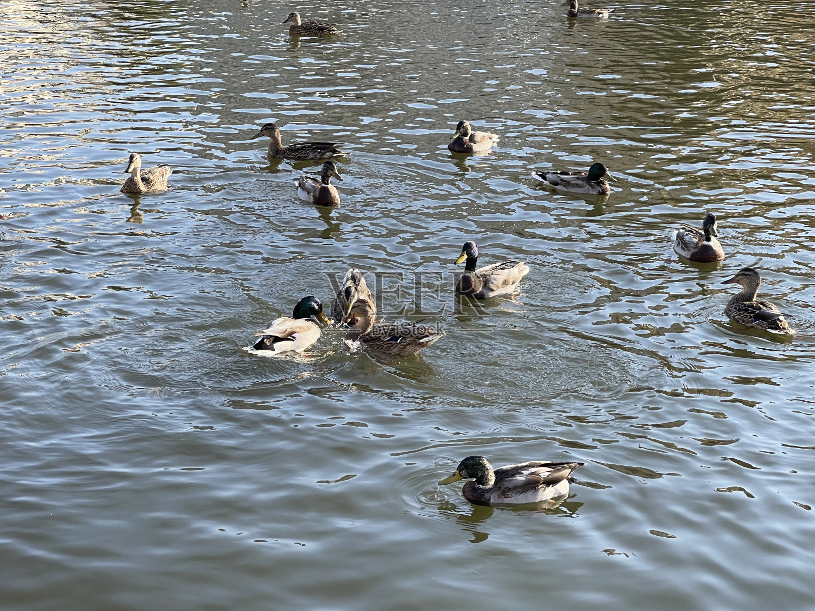 鸭子在池塘里游泳照片摄影图片