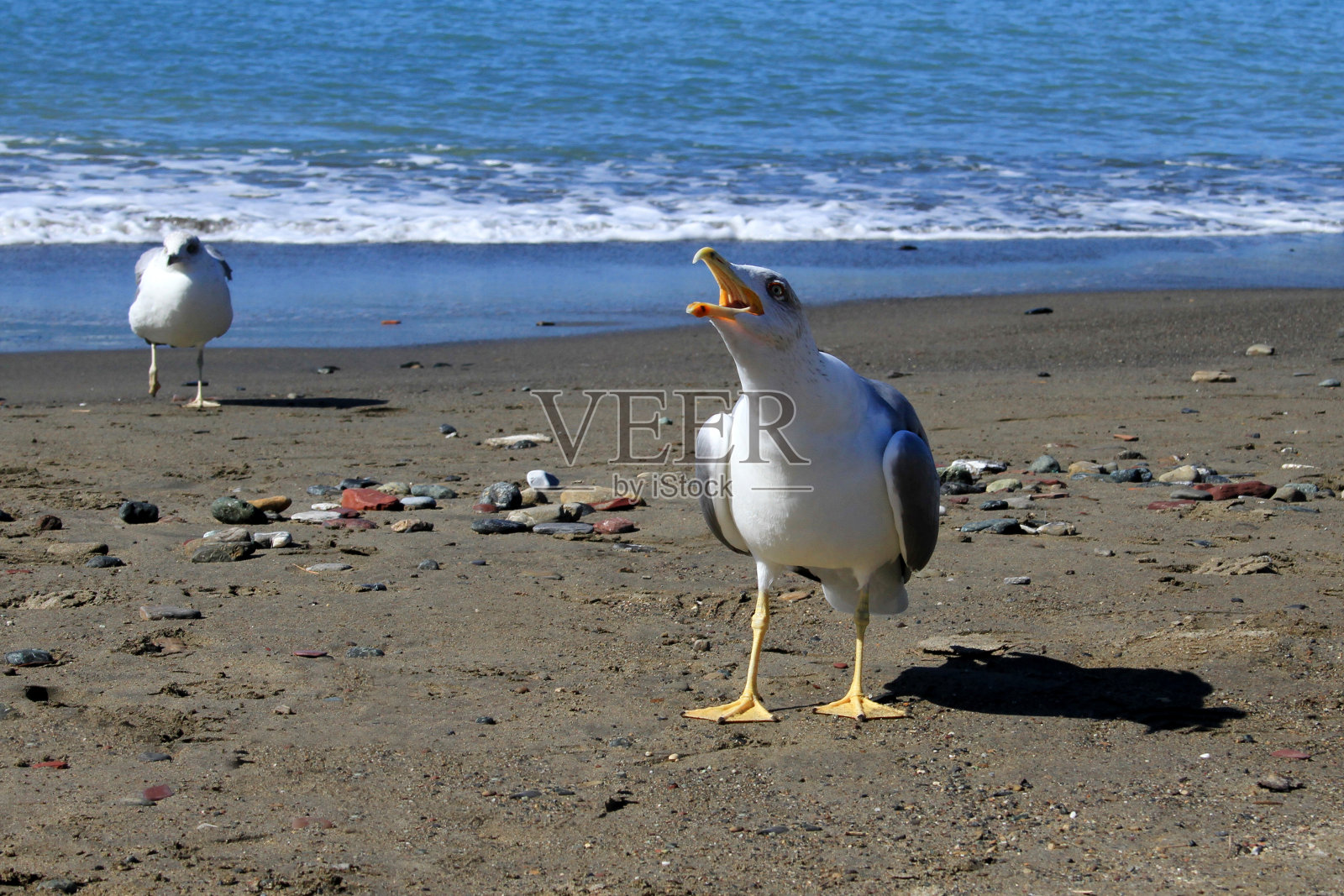Sestri黎凡特。Cormorants照片摄影图片
