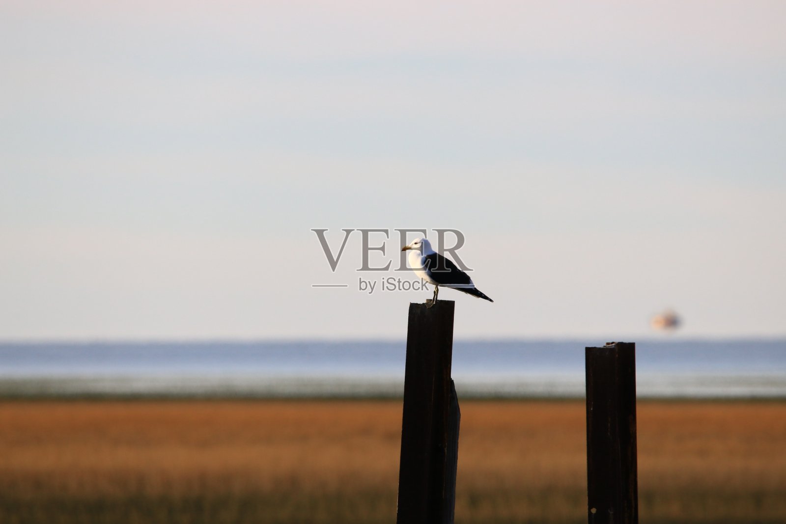 一只海鸥在海边望着地平线照片摄影图片