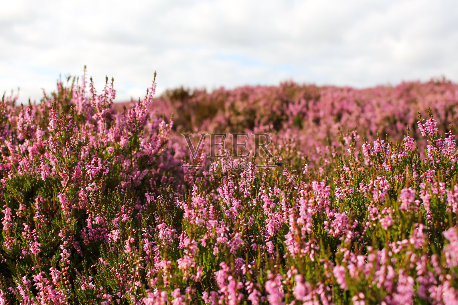 在苏格兰高地开花的石南花照片摄影图片
