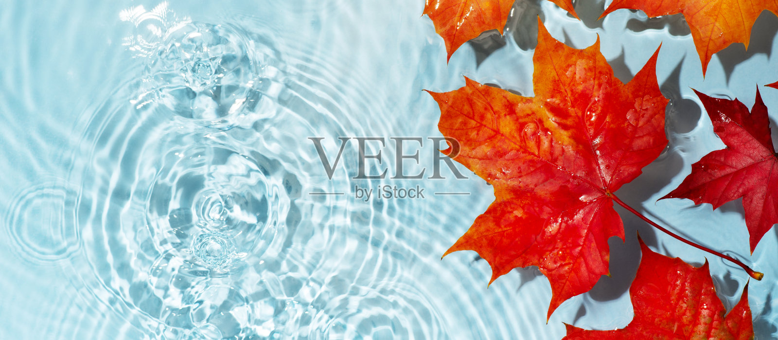 红色的枫叶在蓝色透明干净的水中照片摄影图片