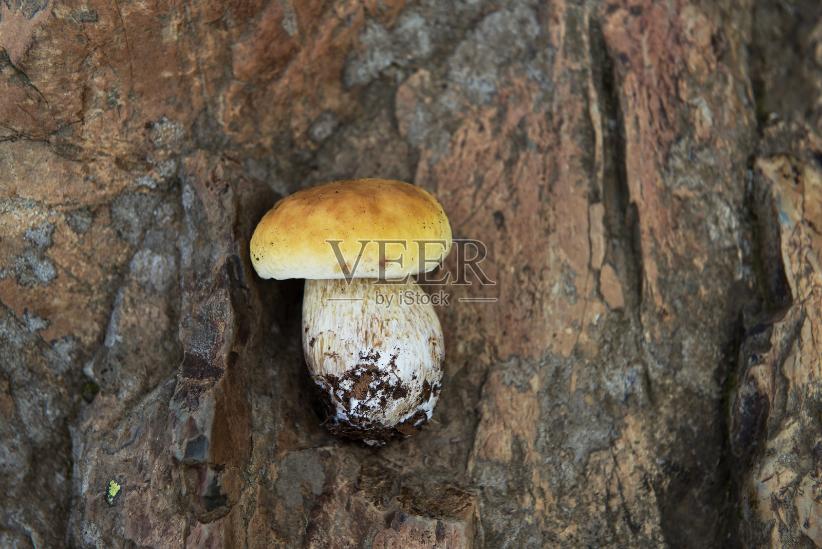 在石头上选择性聚焦一个大的棕色蘑菇。蘑菇选择器的奖杯。烹饪网站背景照片摄影图片
