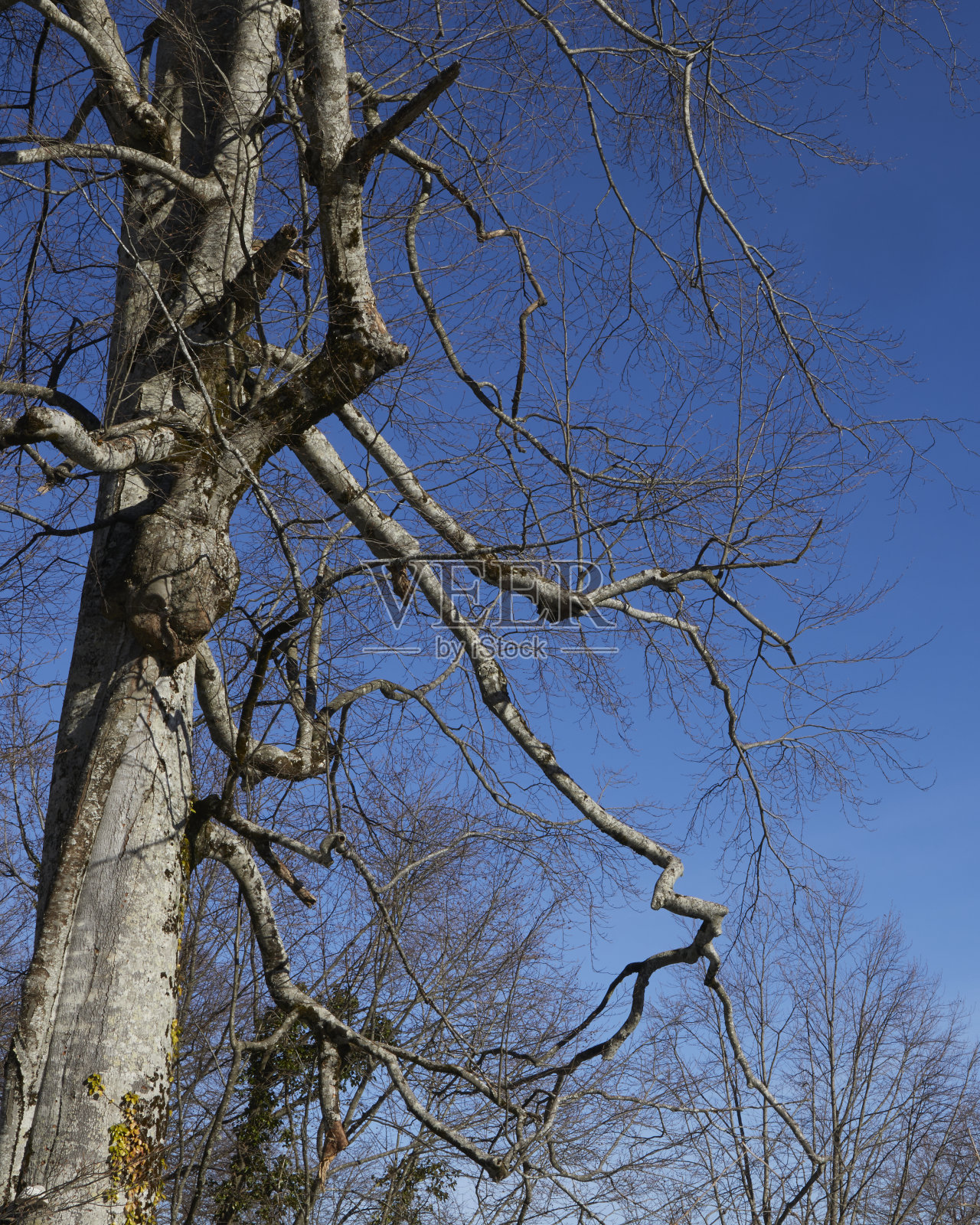 山上的雪照片摄影图片