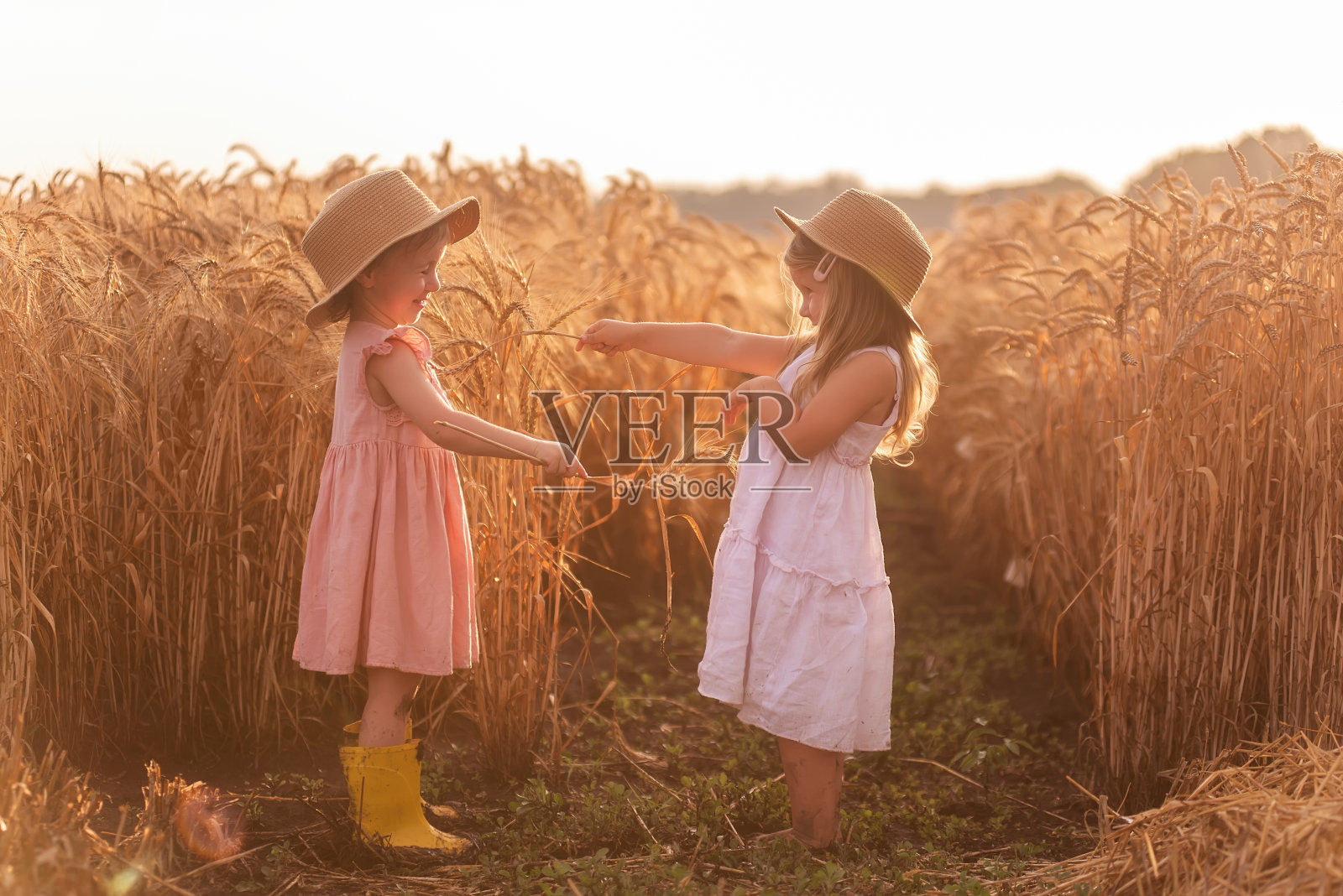 闺蜜们会用黑麦小穗挠对方的鼻子。戴草帽的小女孩玩得很开心照片摄影图片