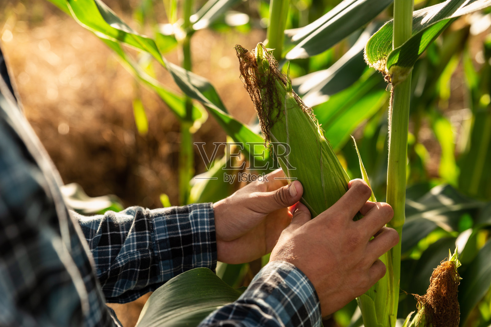 收割前，农夫在田里检查他的玉米照片摄影图片