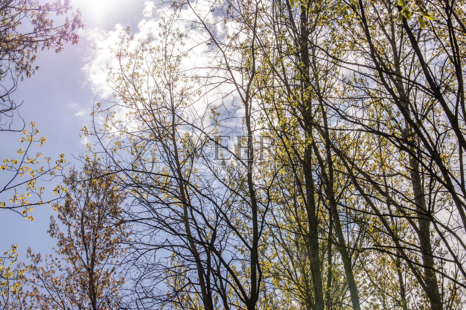 有大树的森林照片摄影图片