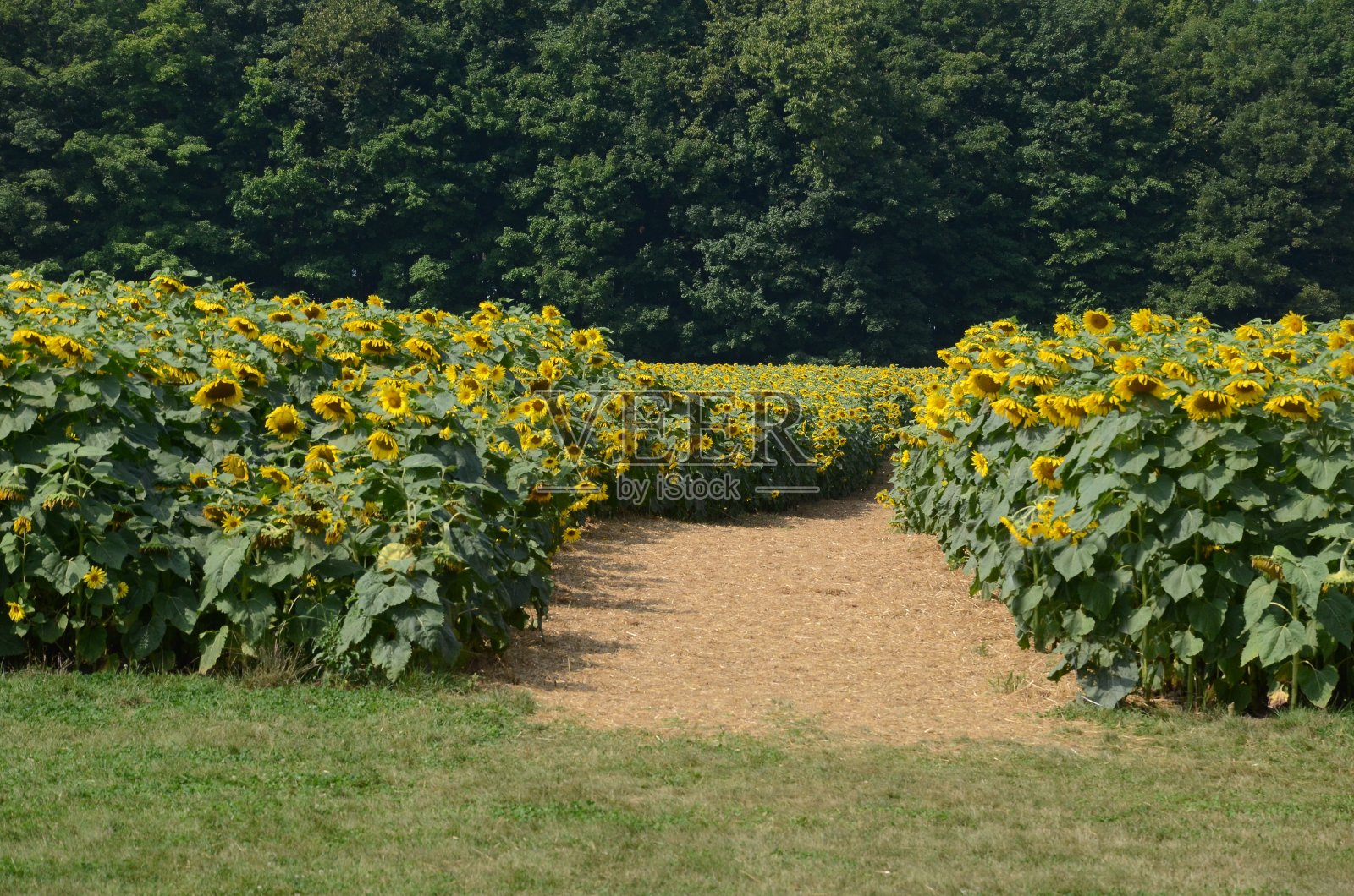 夏日阳光下的向日葵田照片摄影图片