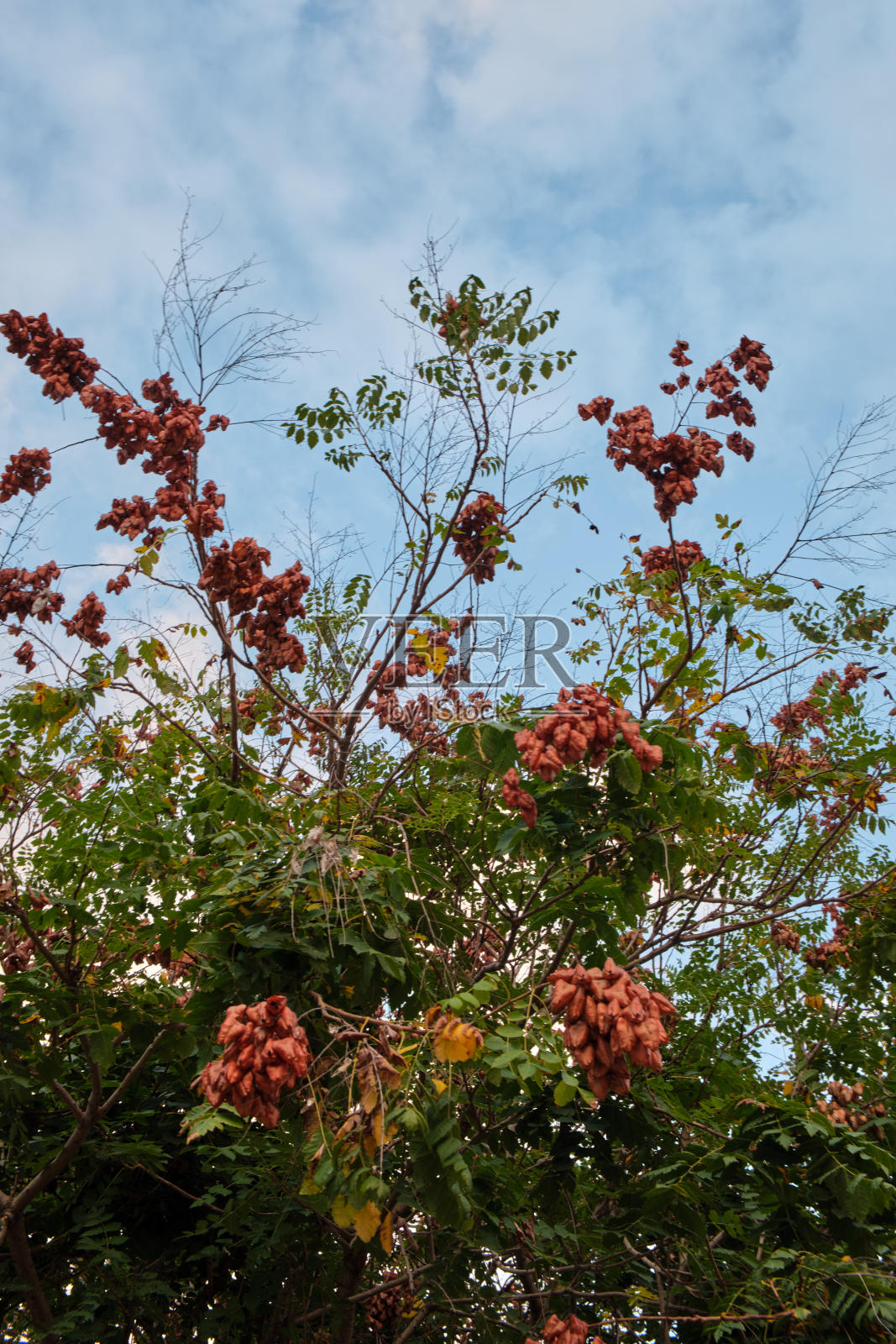 树枝和叶子形状奇特的树照片摄影图片
