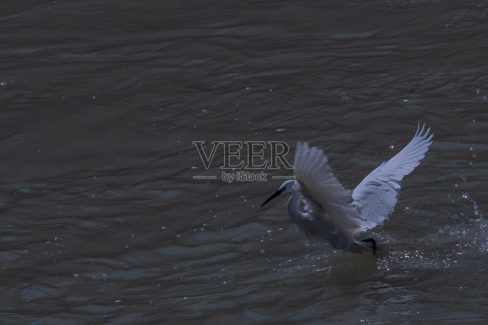 鹭飞照片摄影图片