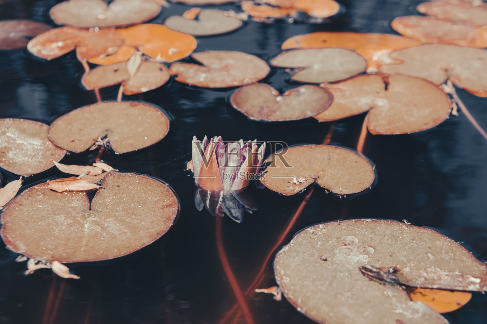 睡莲照片摄影图片