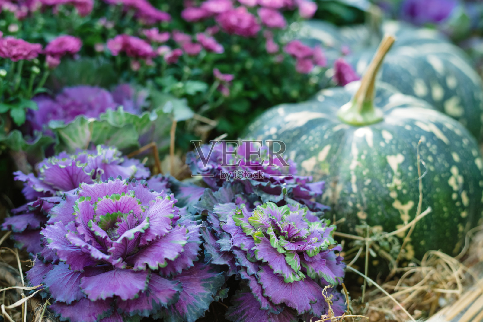 感恩节和万圣节南瓜装饰照片摄影图片