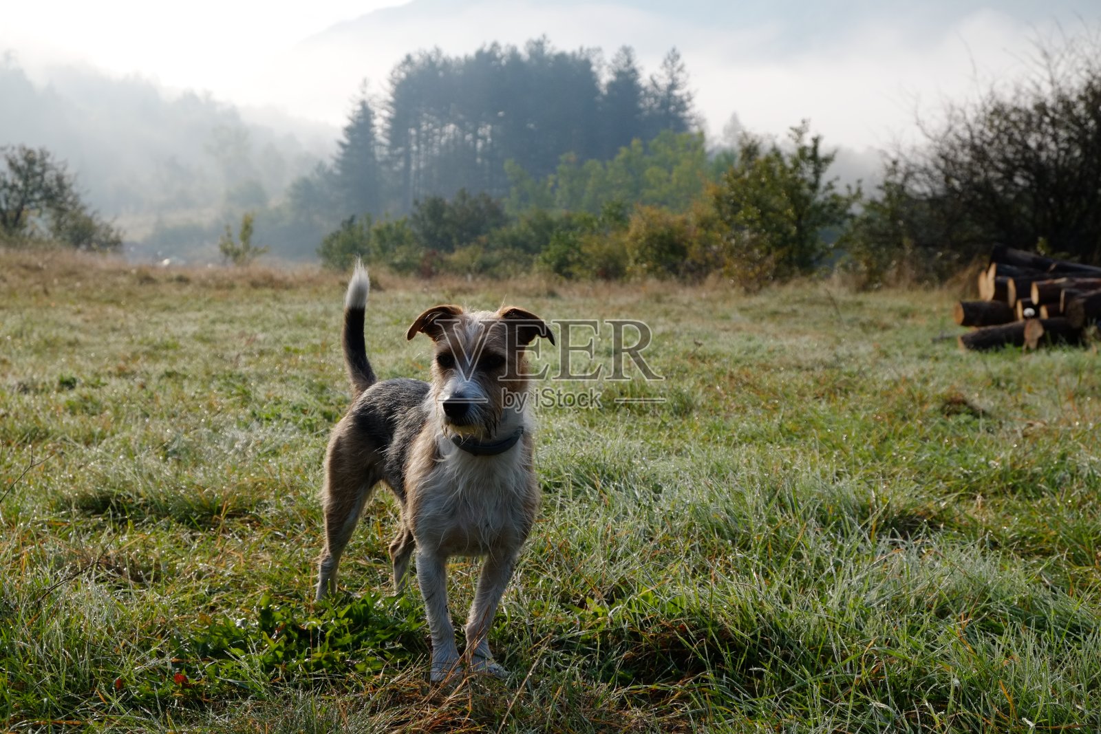 在雾蒙蒙的早晨，一只可爱的小猎犬在山上的田野里照片摄影图片