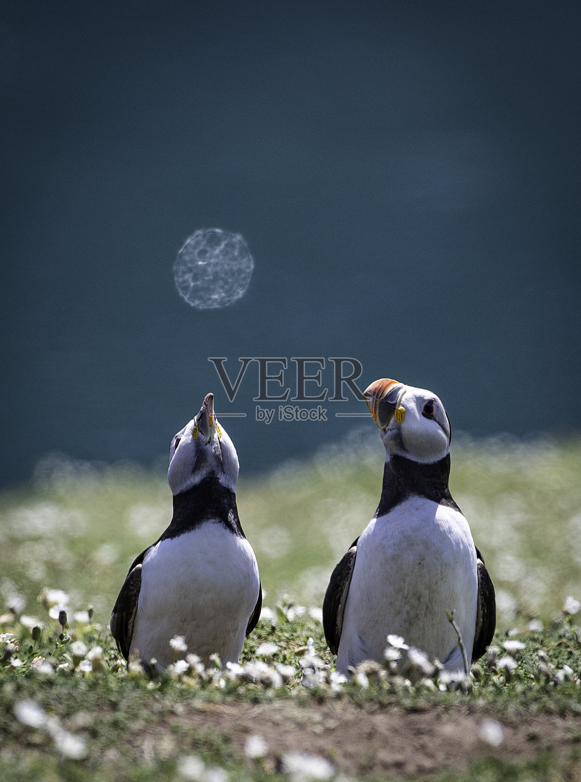 “观星”——两只大西洋海雀(南极海雀兄弟)站在草坡上，其中一只向上看，似乎在看海面的倒影。照片摄影图片