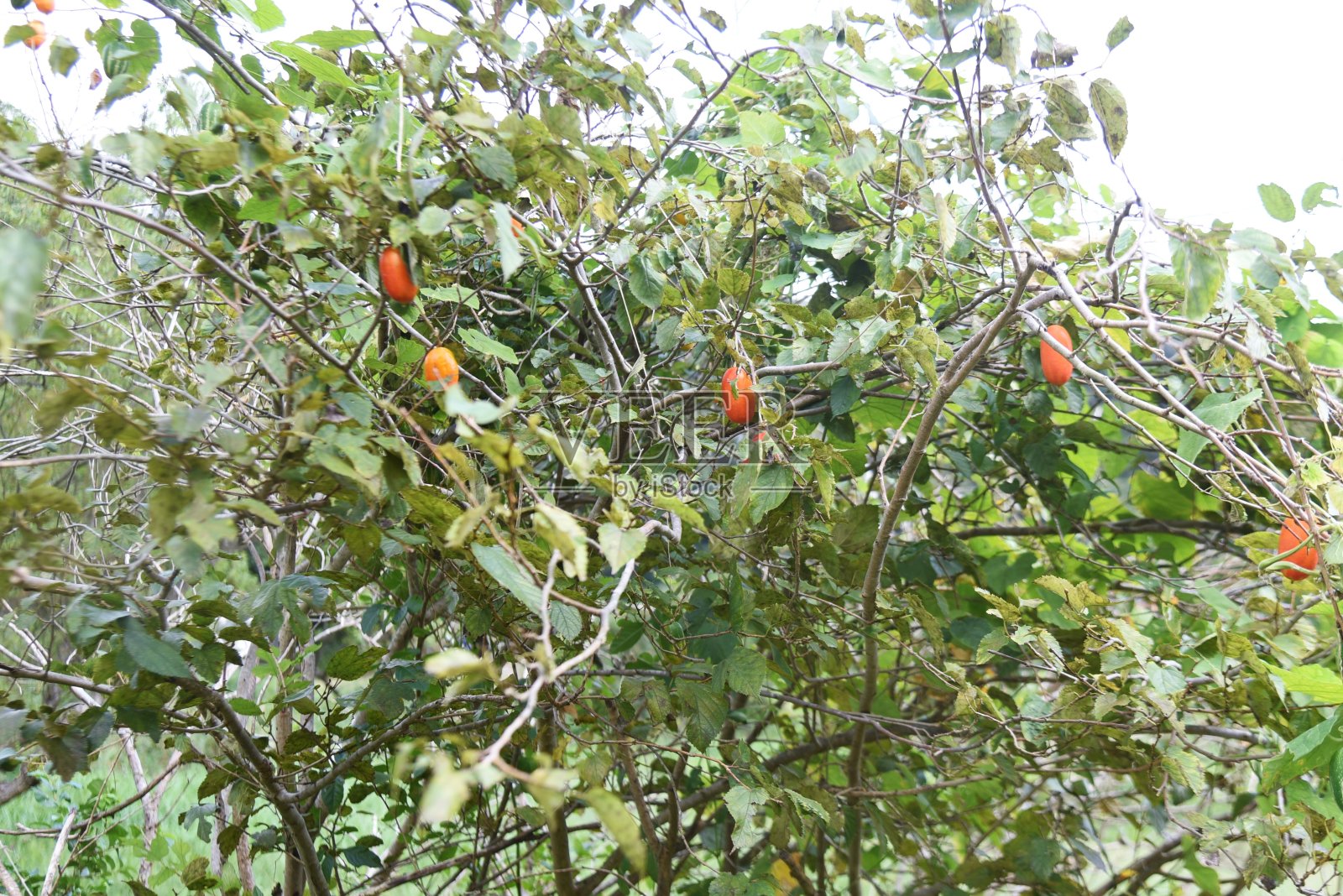 日本蛇葫芦。照片摄影图片