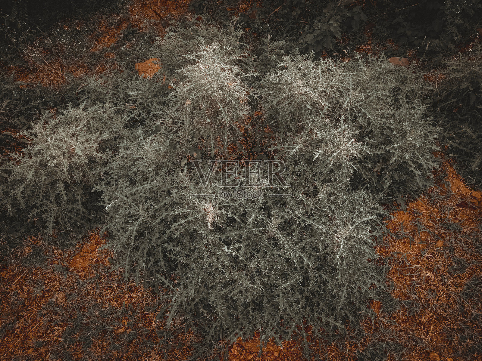 脊柱组植物照片摄影图片