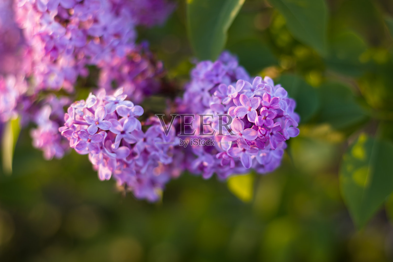 紫色的紫丁香花在柔和、金色的晨光中点亮照片摄影图片