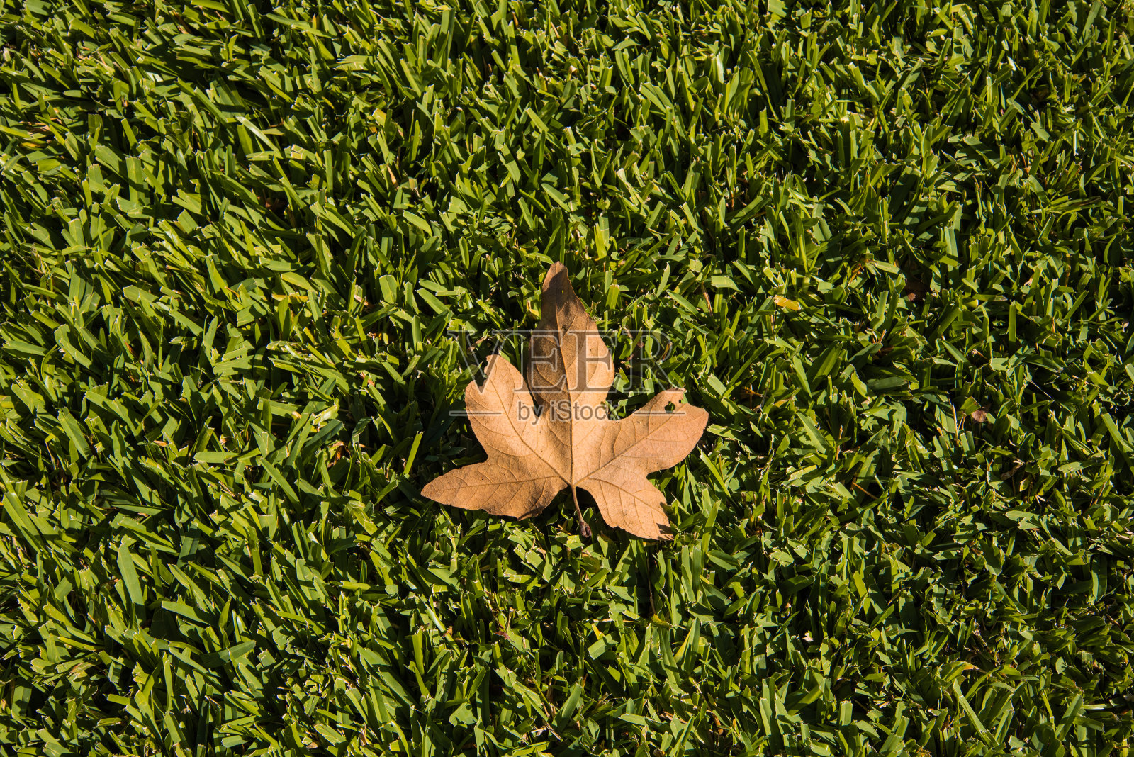 草地上的枫叶照片摄影图片