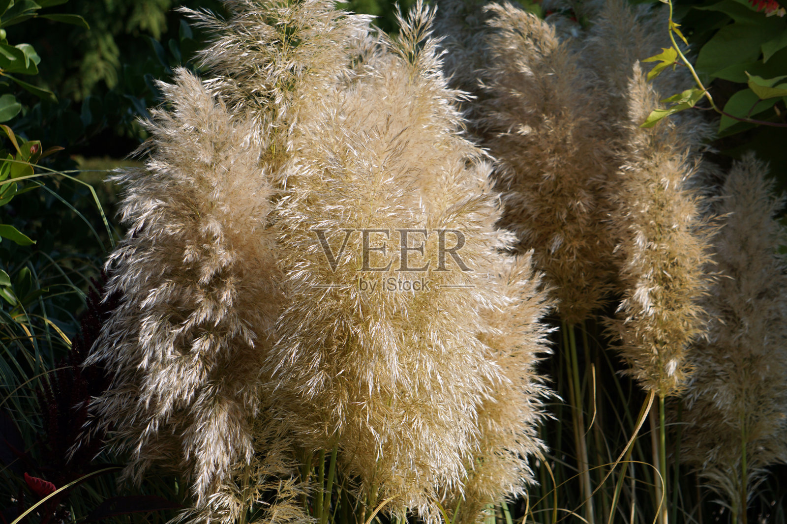 矮蒲苇照片摄影图片