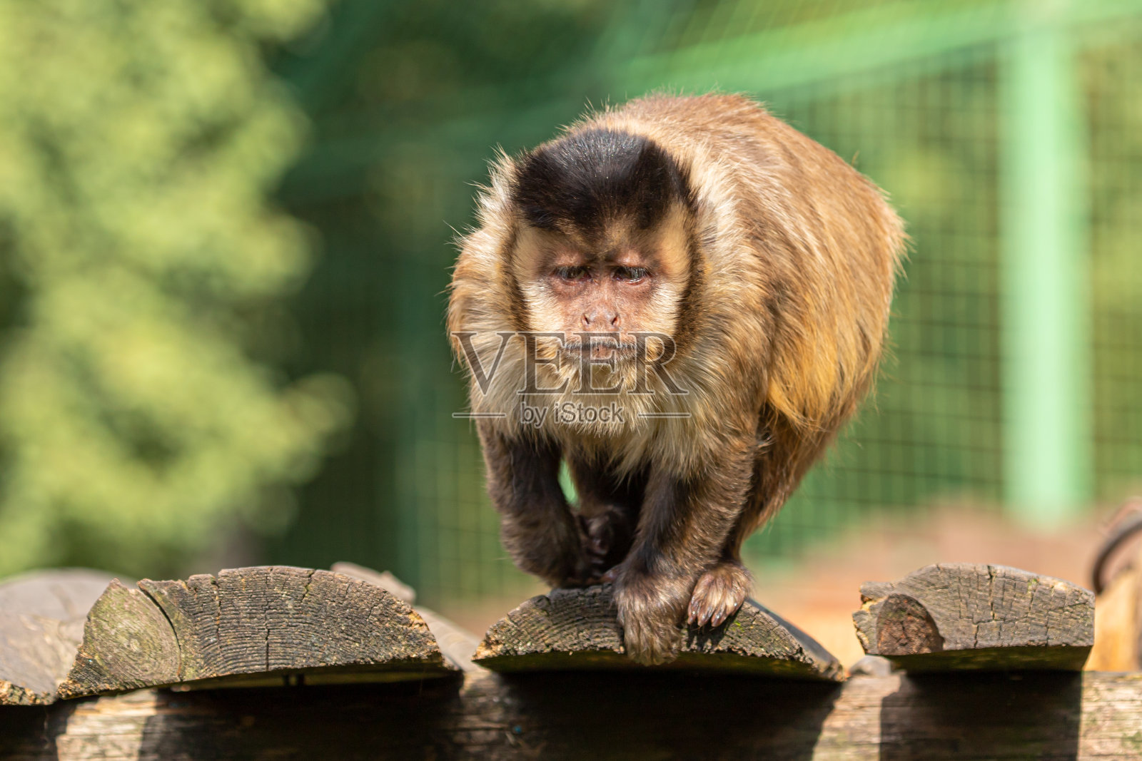 动物园里有趣的卷尾猴照片摄影图片