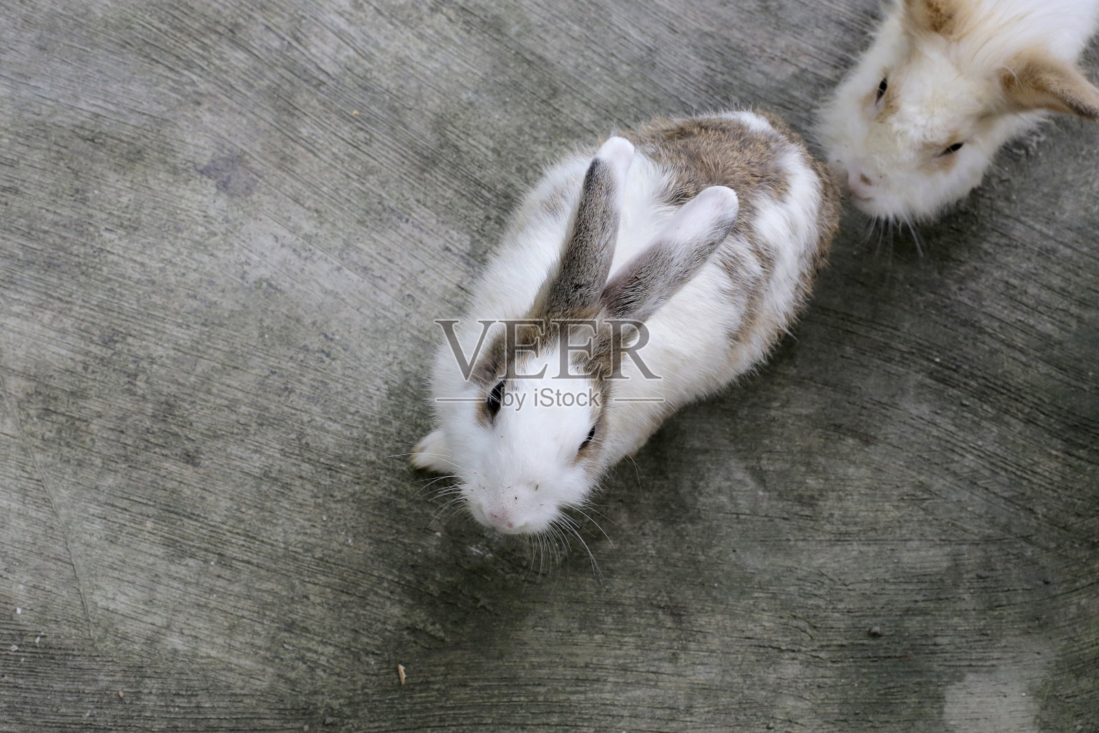 兔子的农场照片摄影图片