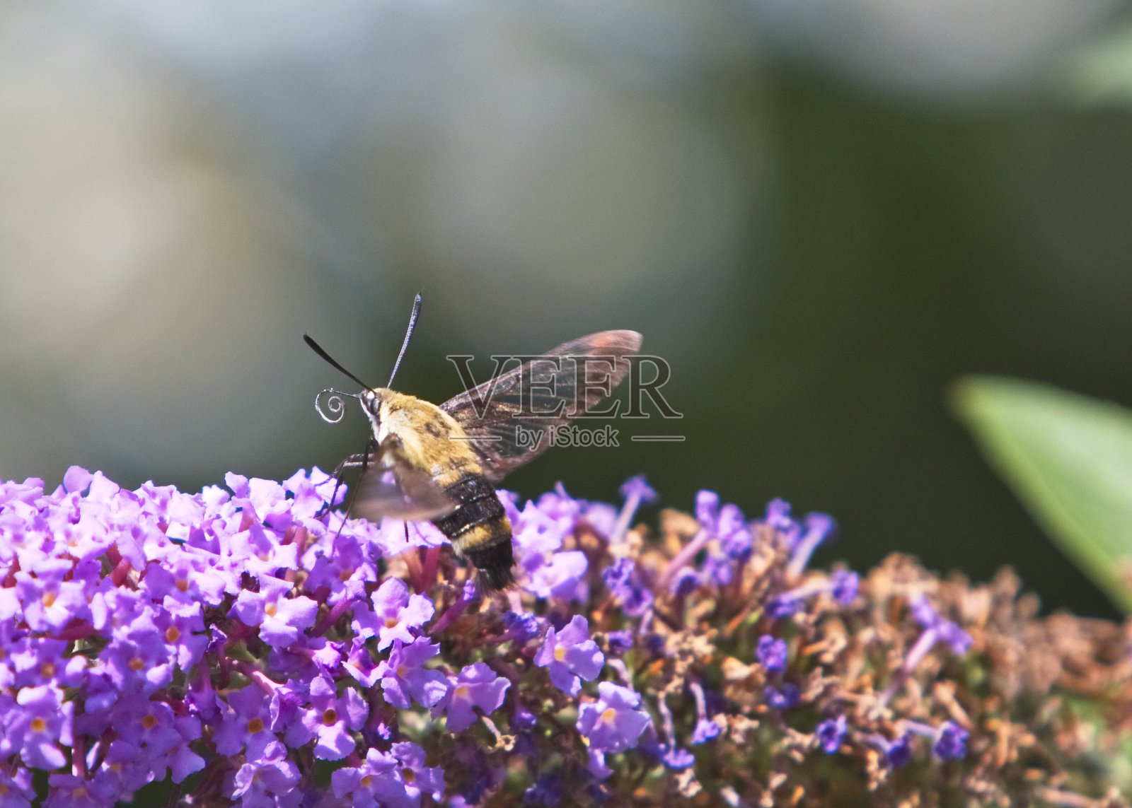 白浆果透翅蛾照片摄影图片