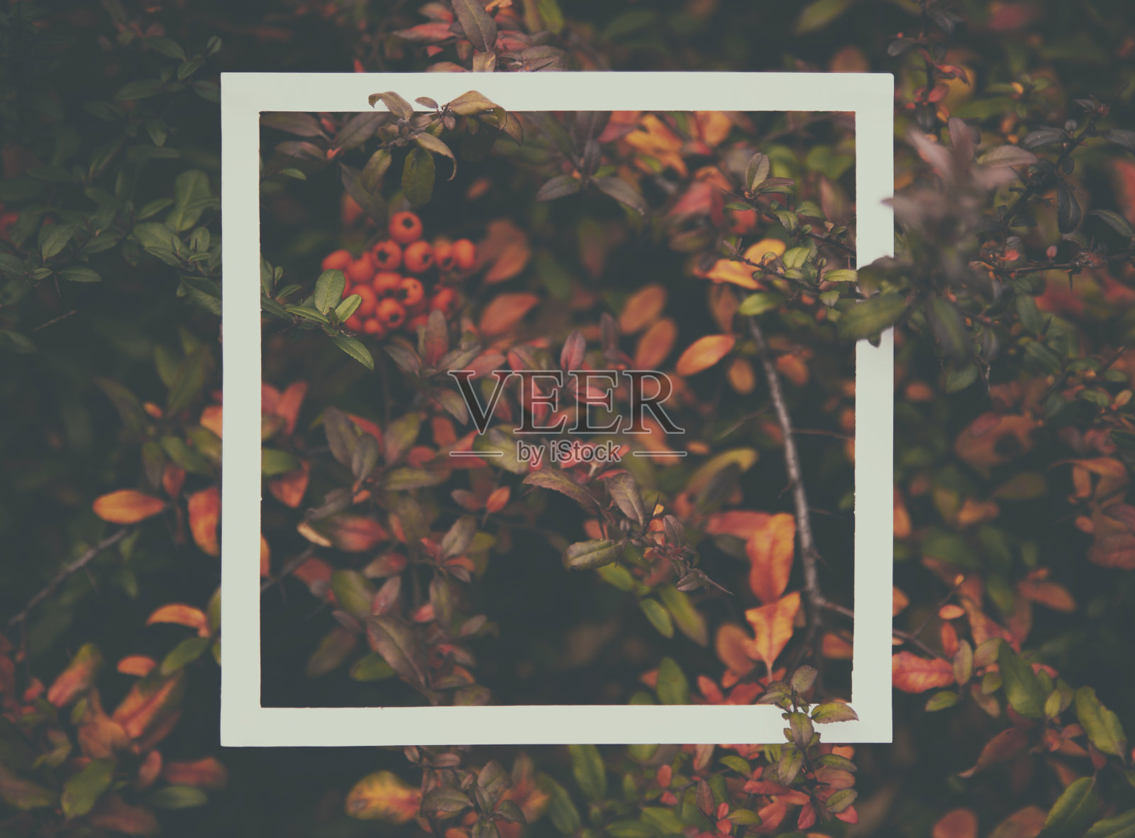 秋叶框架照片摄影图片