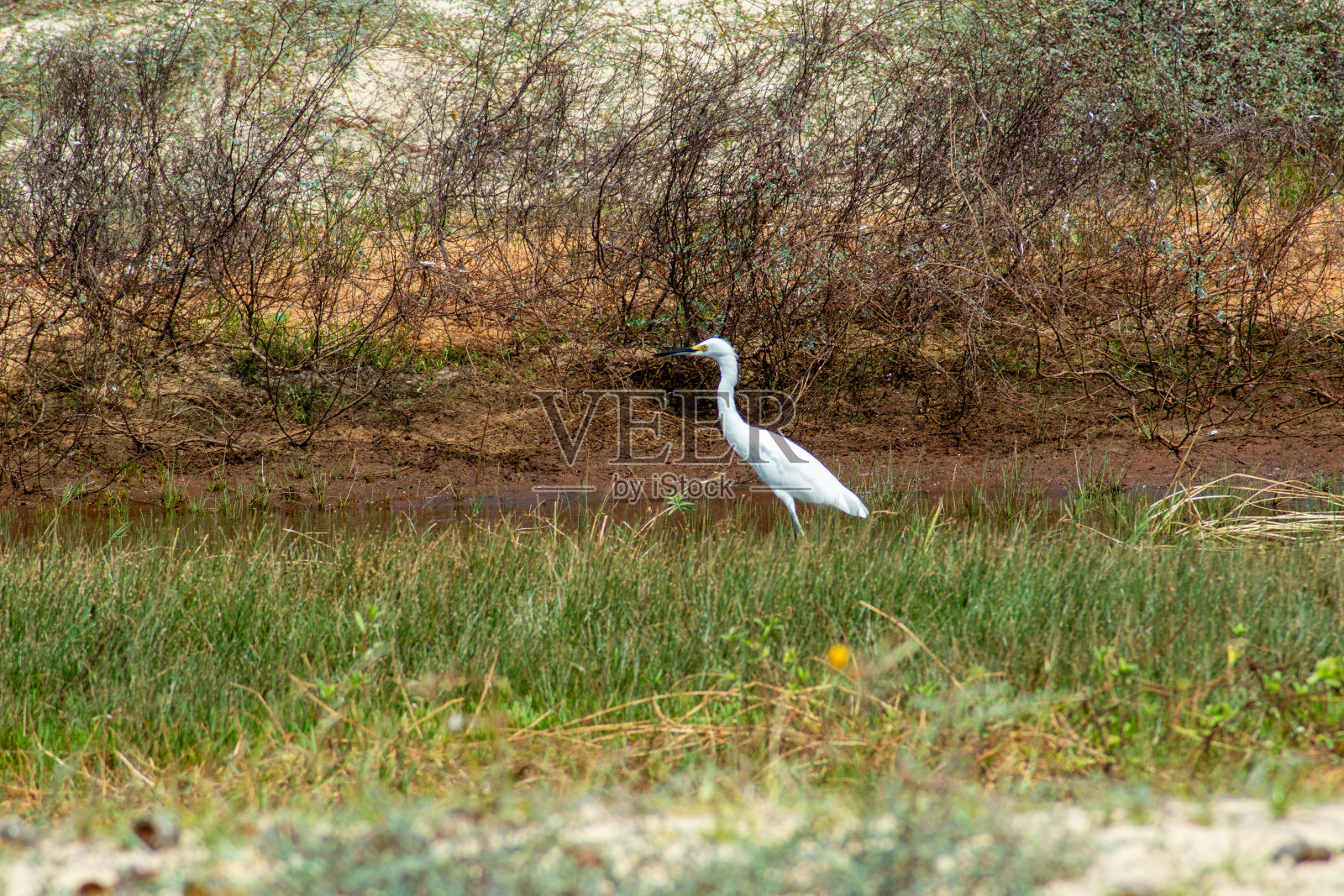 莱尼斯·马拉亨斯和赫伦照片摄影图片