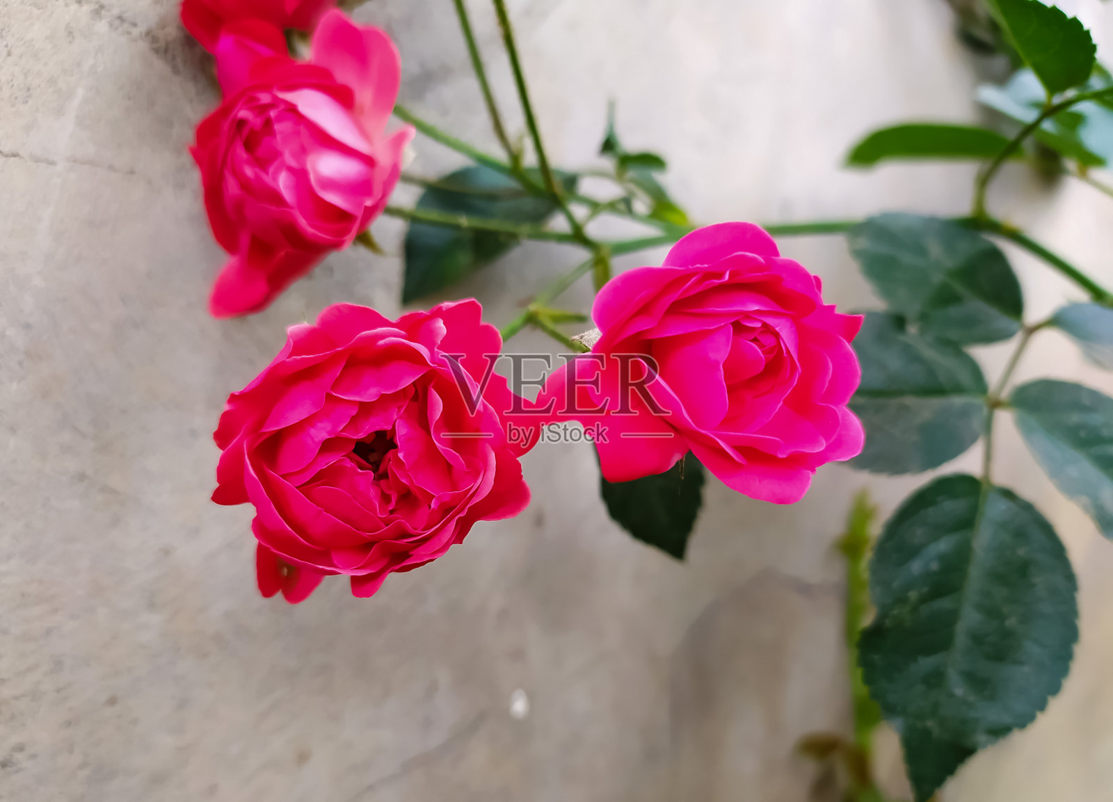 美丽的红玫瑰照片摄影图片