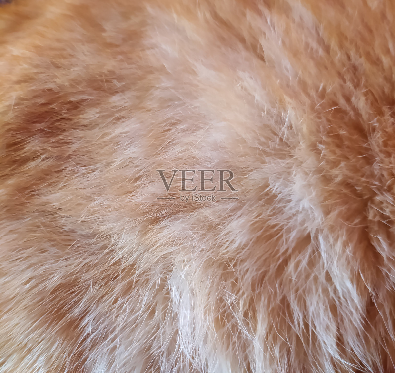 柔软的橙色猫毛皮的肖像照片摄影图片