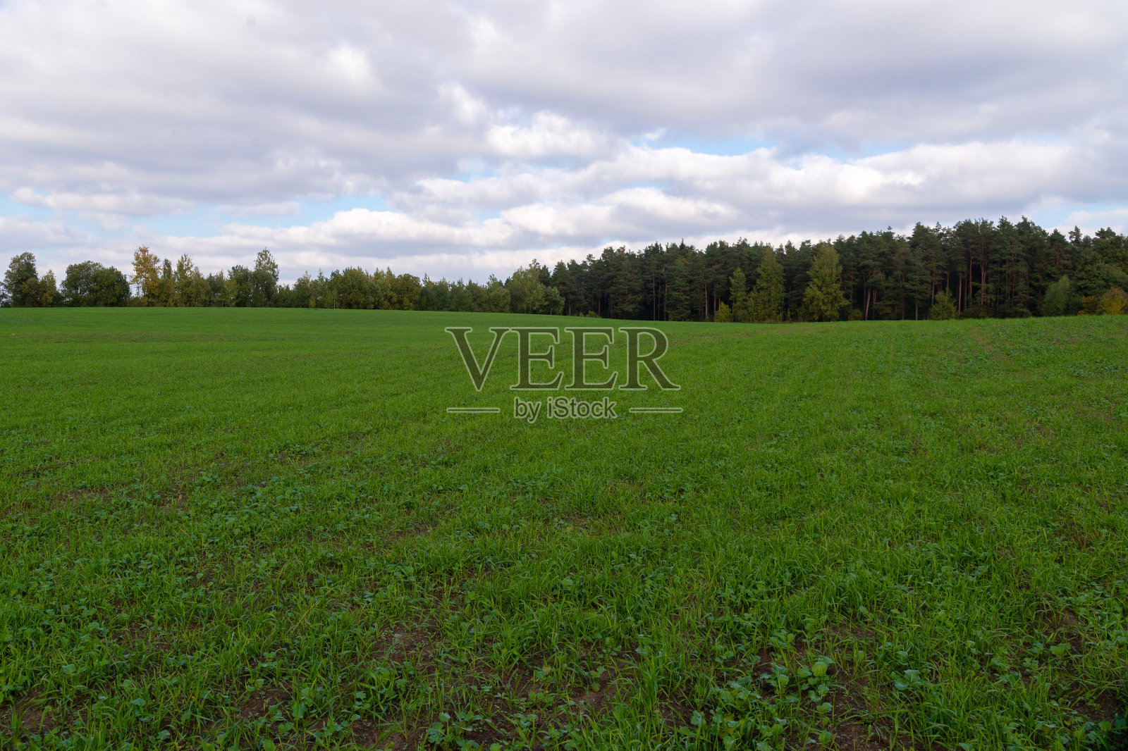 绿色的田野紧挨着秋天的森林。秋天美丽的大自然照片摄影图片