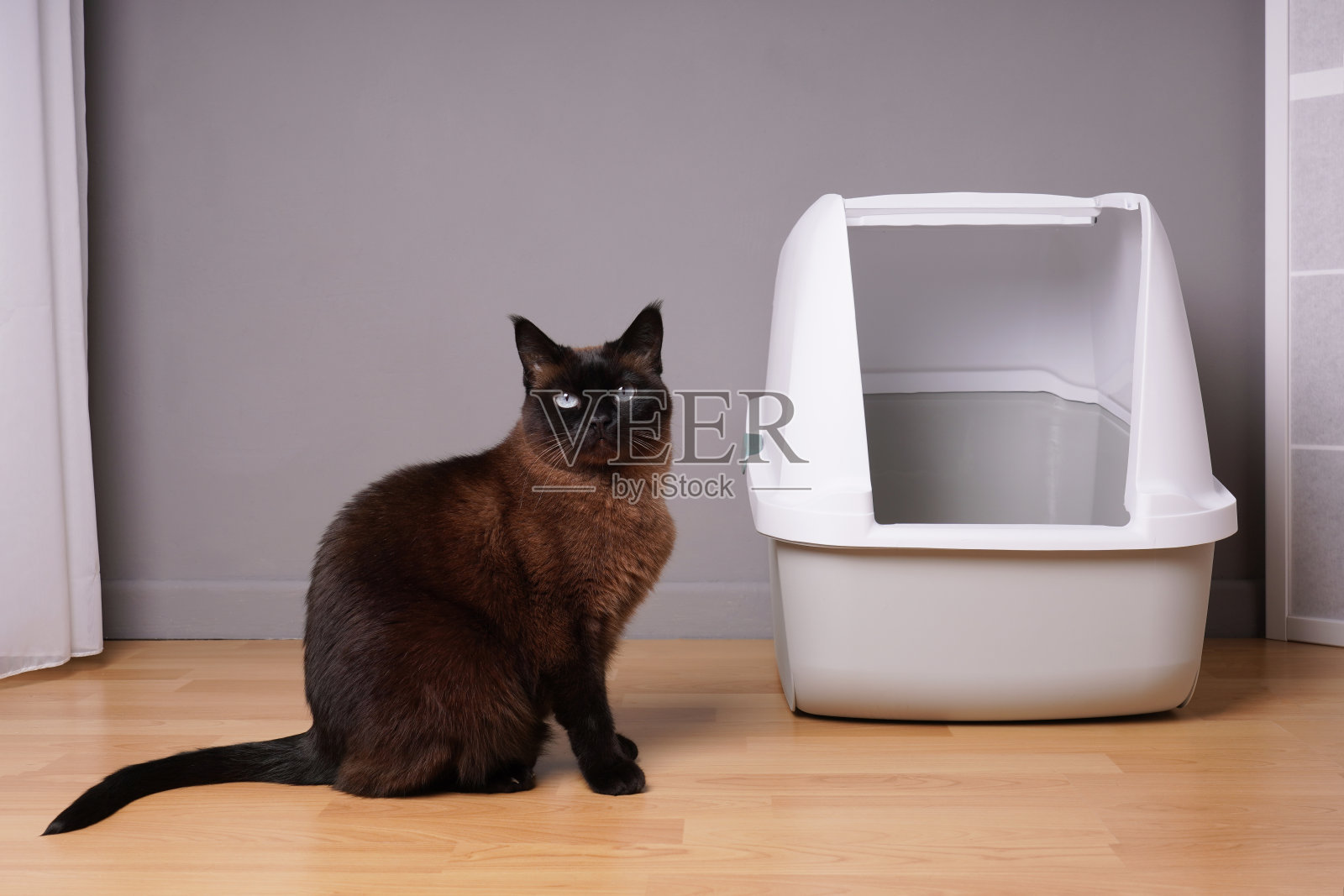 暹罗猫坐在家里封闭的猫砂盒旁边照片摄影图片