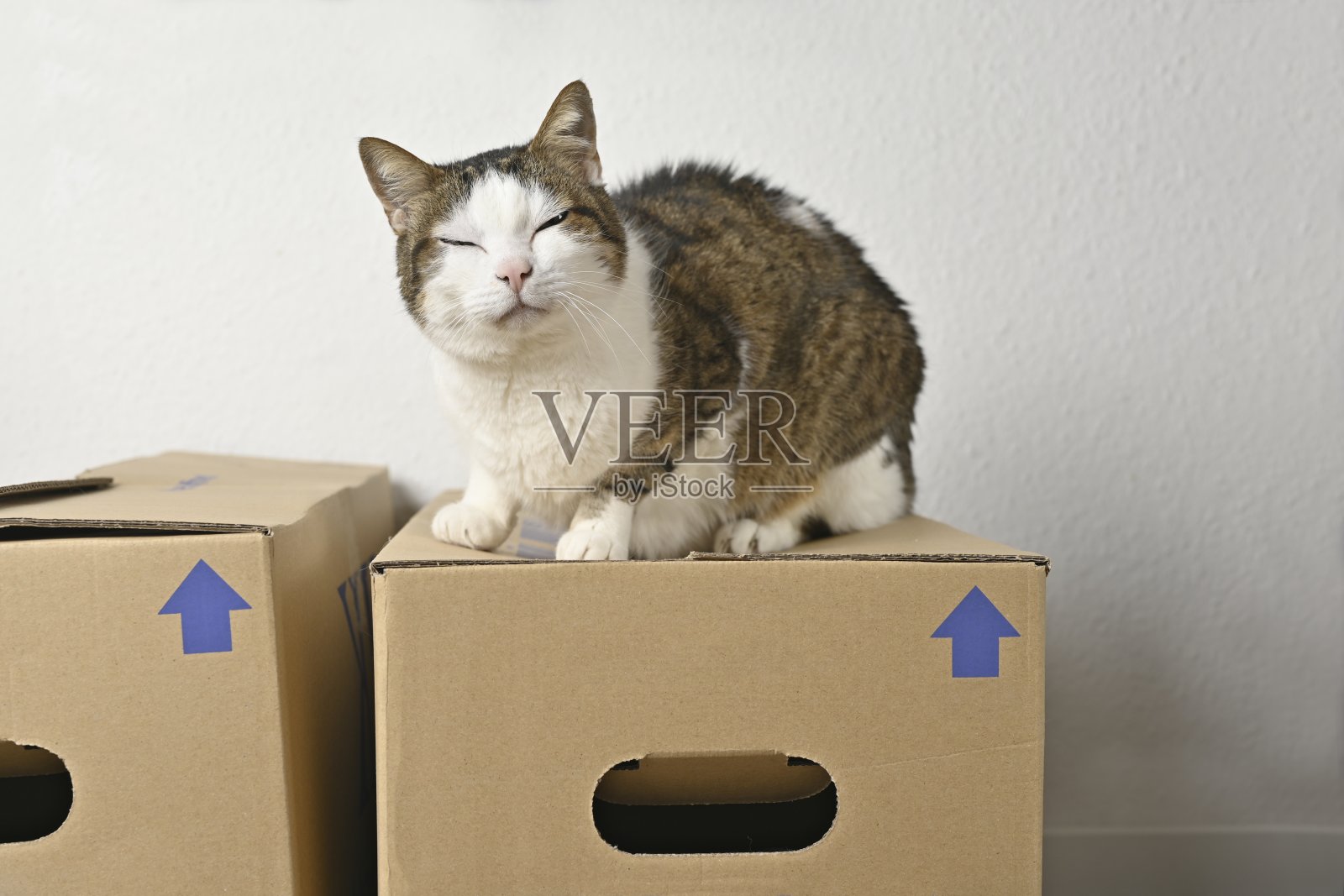 老虎斑猫坐在移动的盒子上。照片摄影图片