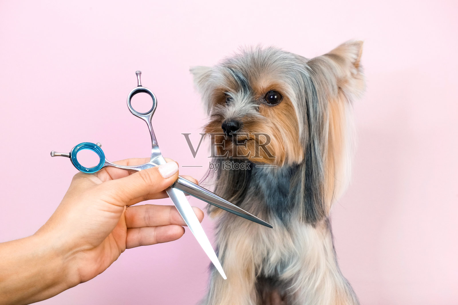 美容院工作的美容师，在宠物美容院理发。照片摄影图片