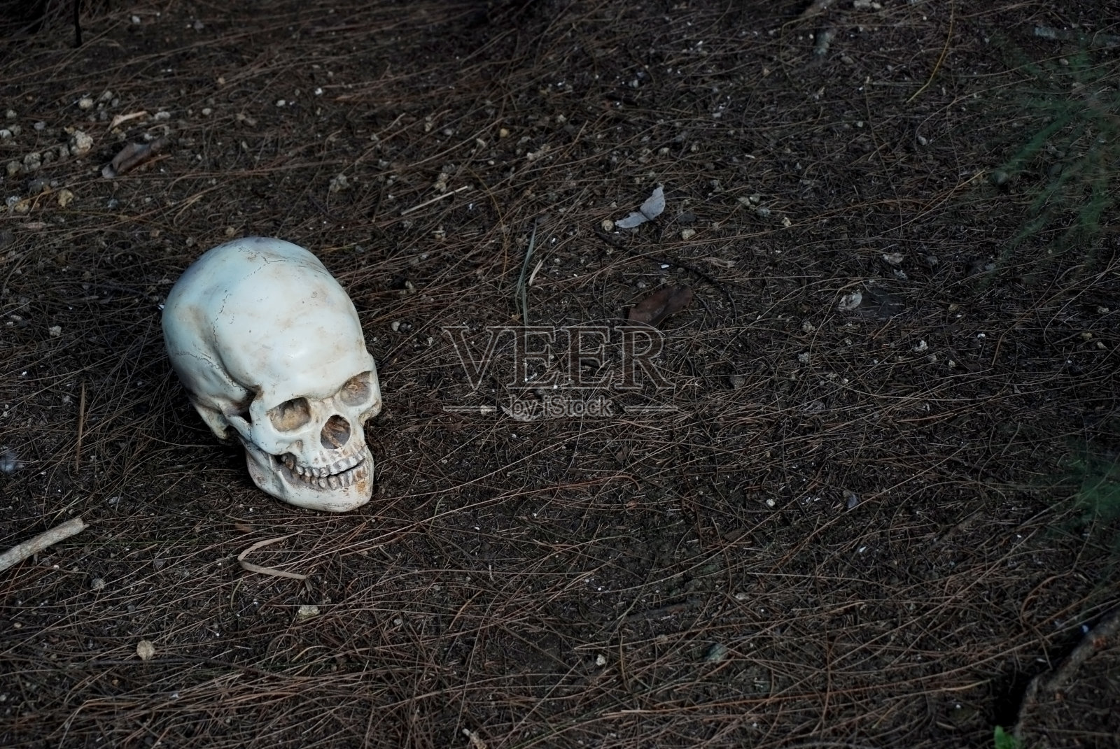人的头骨躺在松树丛上照片摄影图片