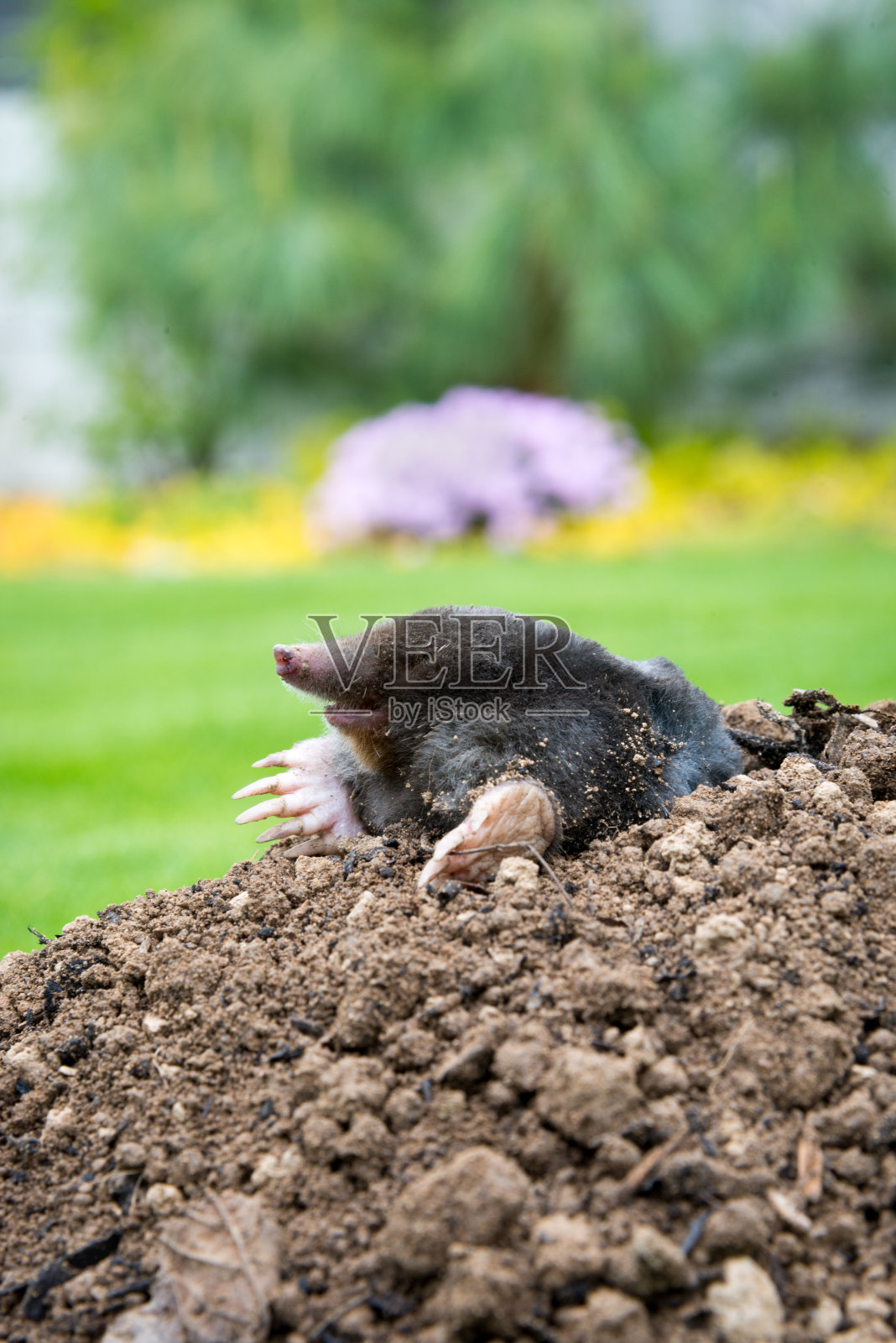 小鼹鼠在花园里的小山丘上偷看照片摄影图片