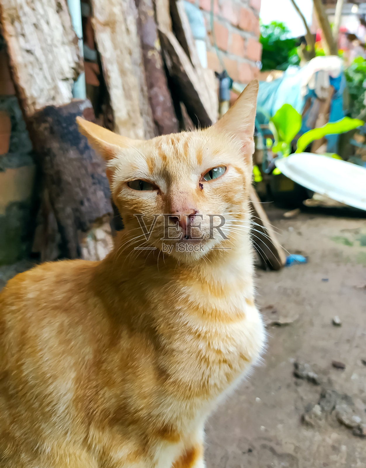 橙色猫的肖像照片摄影图片