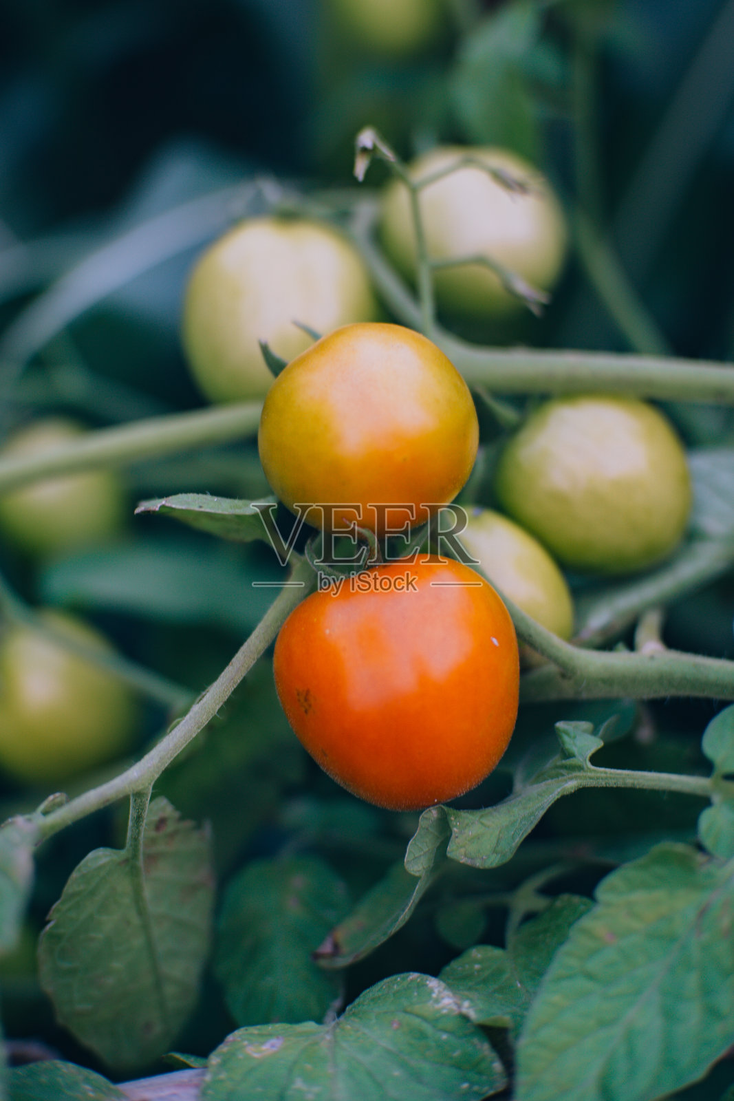 鲜橙番茄照片摄影图片