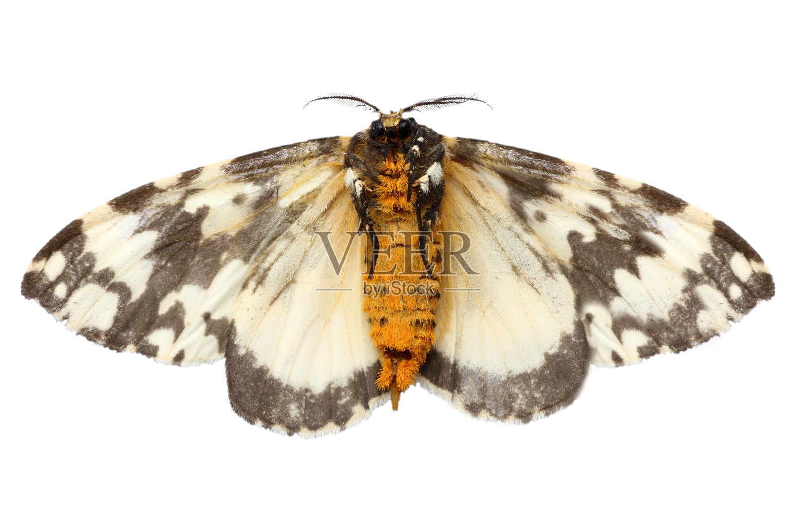 蛾子，棕色夜蝶孤立在白色背景上照片摄影图片