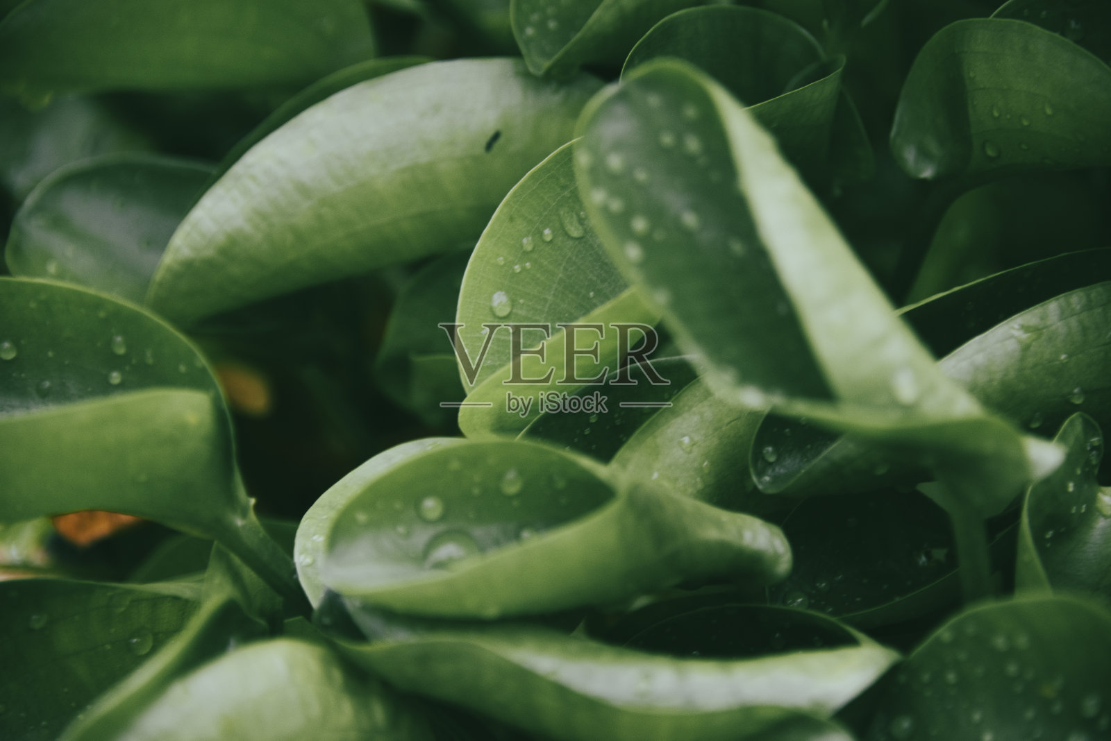 绿叶背景的特写自然视图照片摄影图片