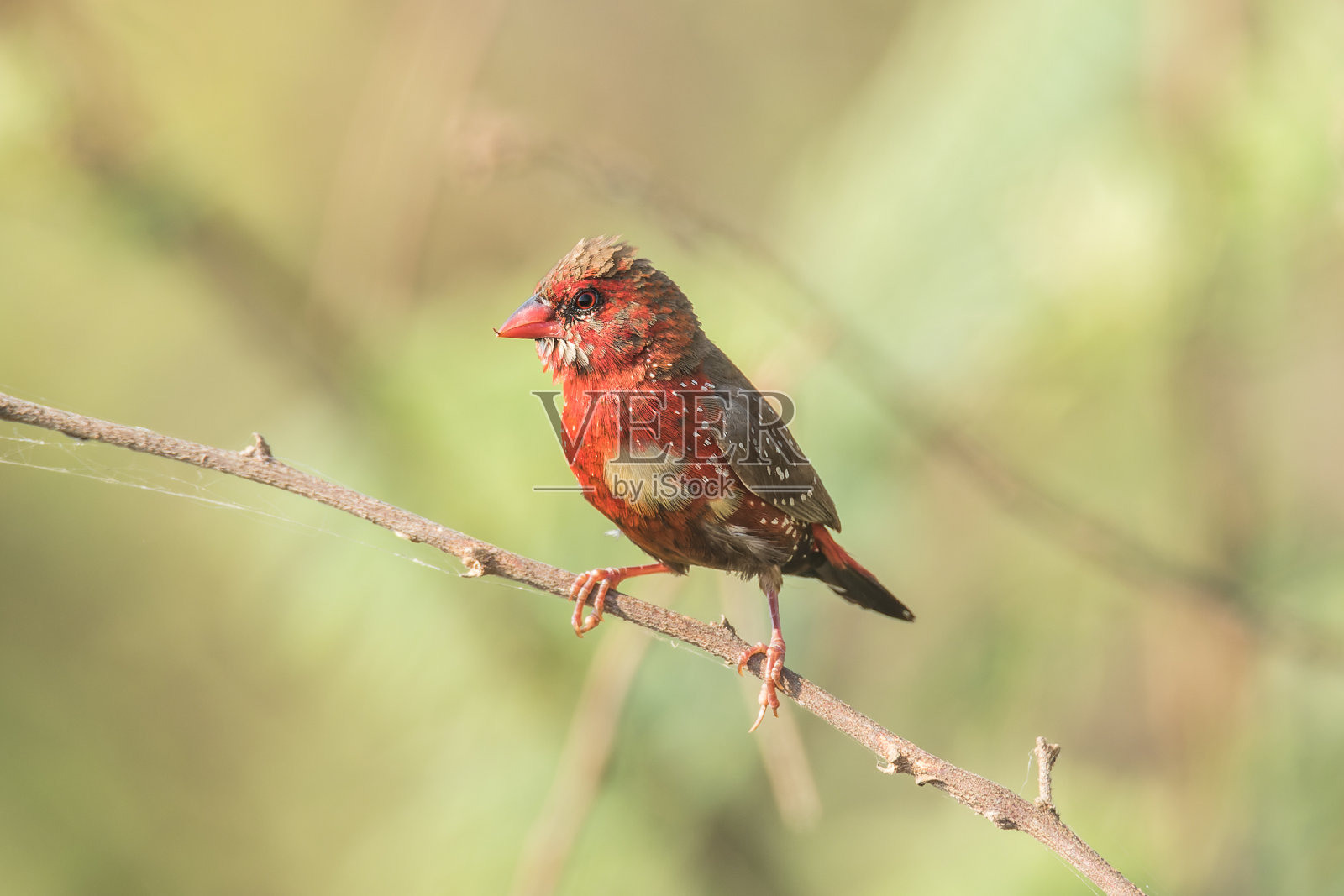 红色Avadavat在过渡羽毛照片摄影图片