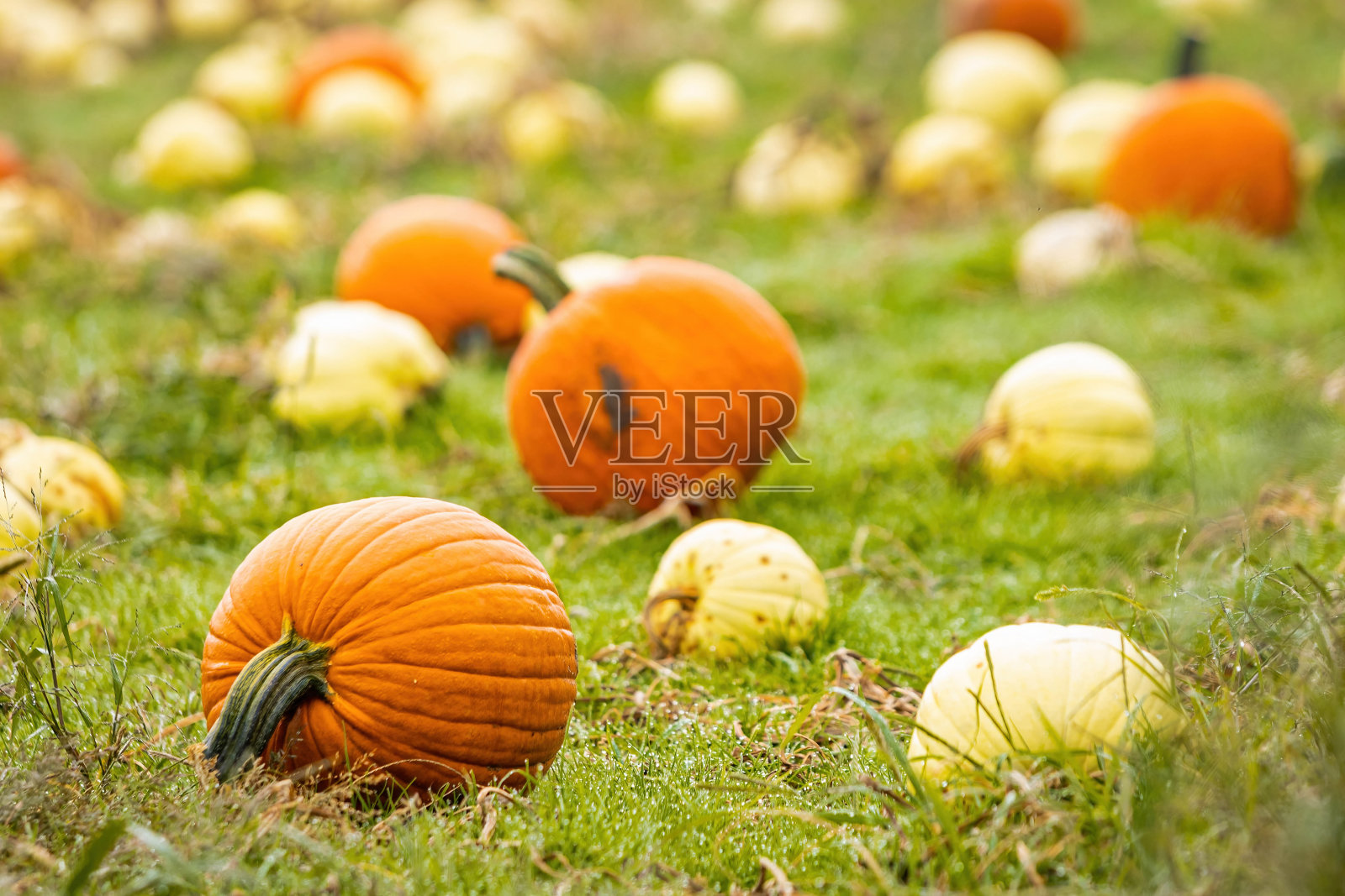 美丽新鲜的南瓜生长在地里，等待收获照片摄影图片