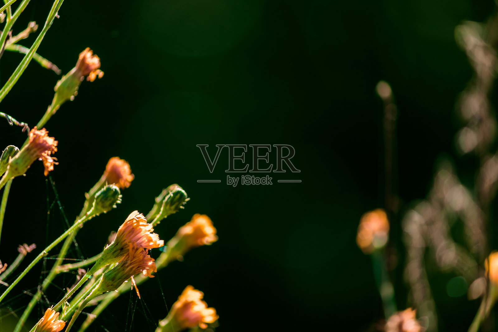 深绿色的自然背景，黄色的小芽。照片摄影图片