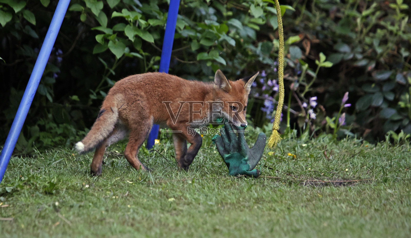 一只小狐狸在玩一只丢弃的旧园艺手套照片摄影图片