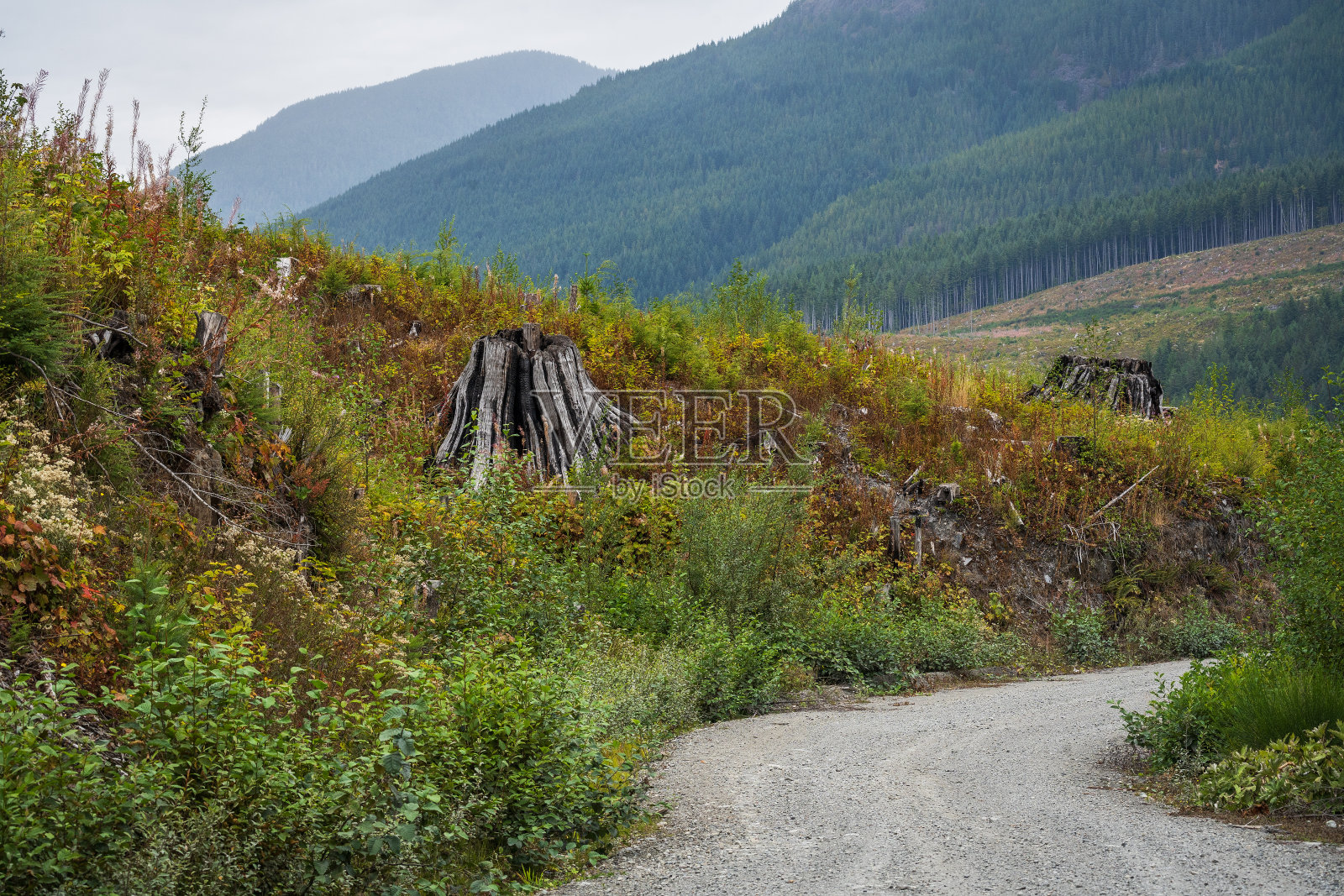 温哥华岛森林砍伐照片摄影图片
