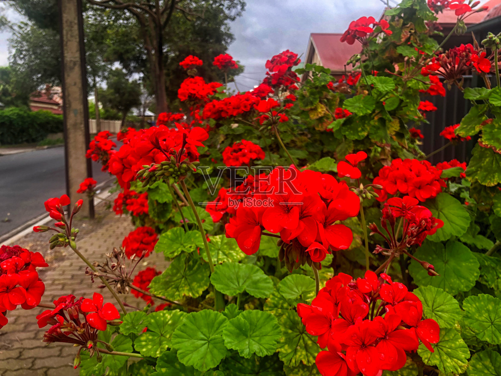 天竺葵花园照片摄影图片