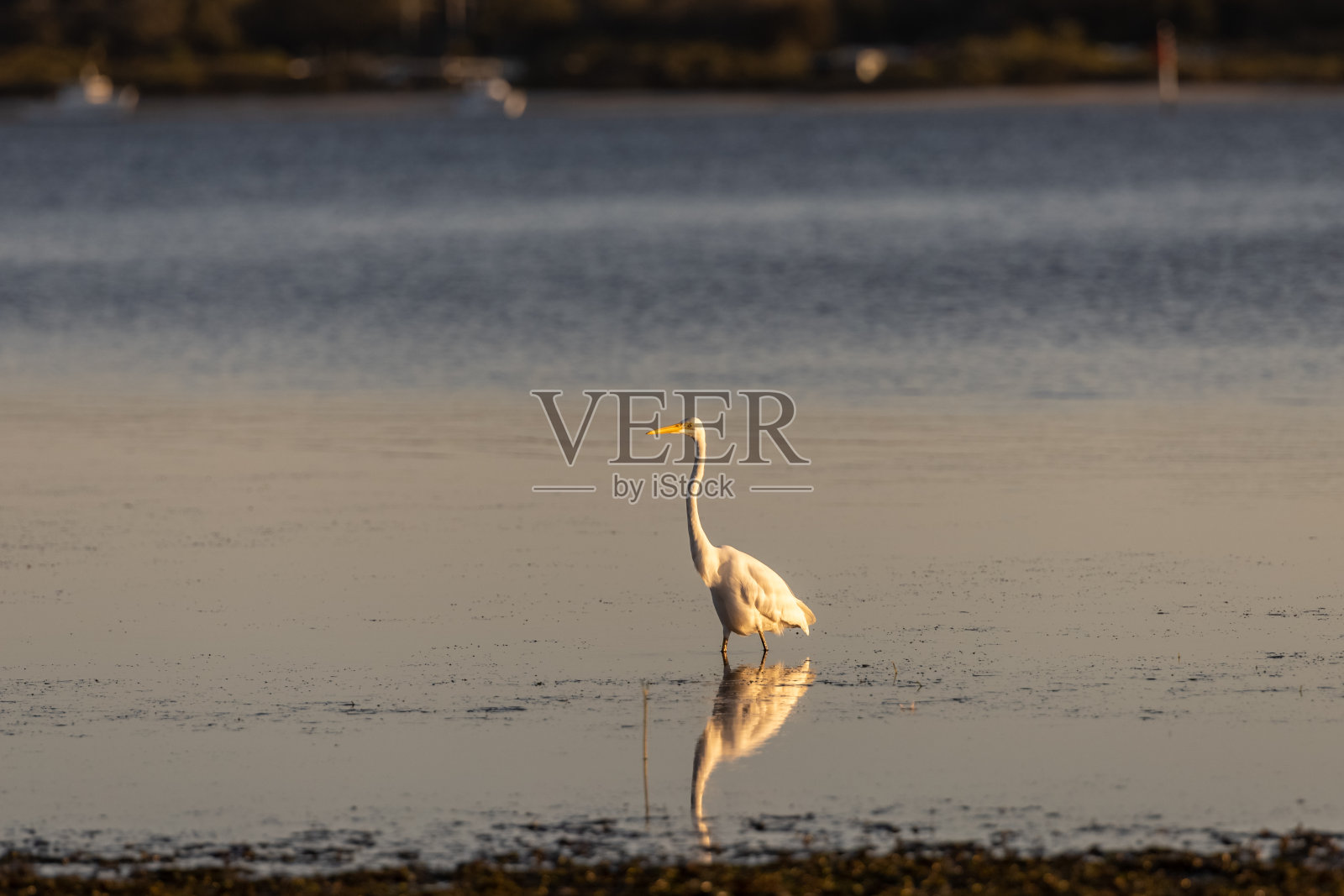 澳大利亚东部大白鹭照片摄影图片