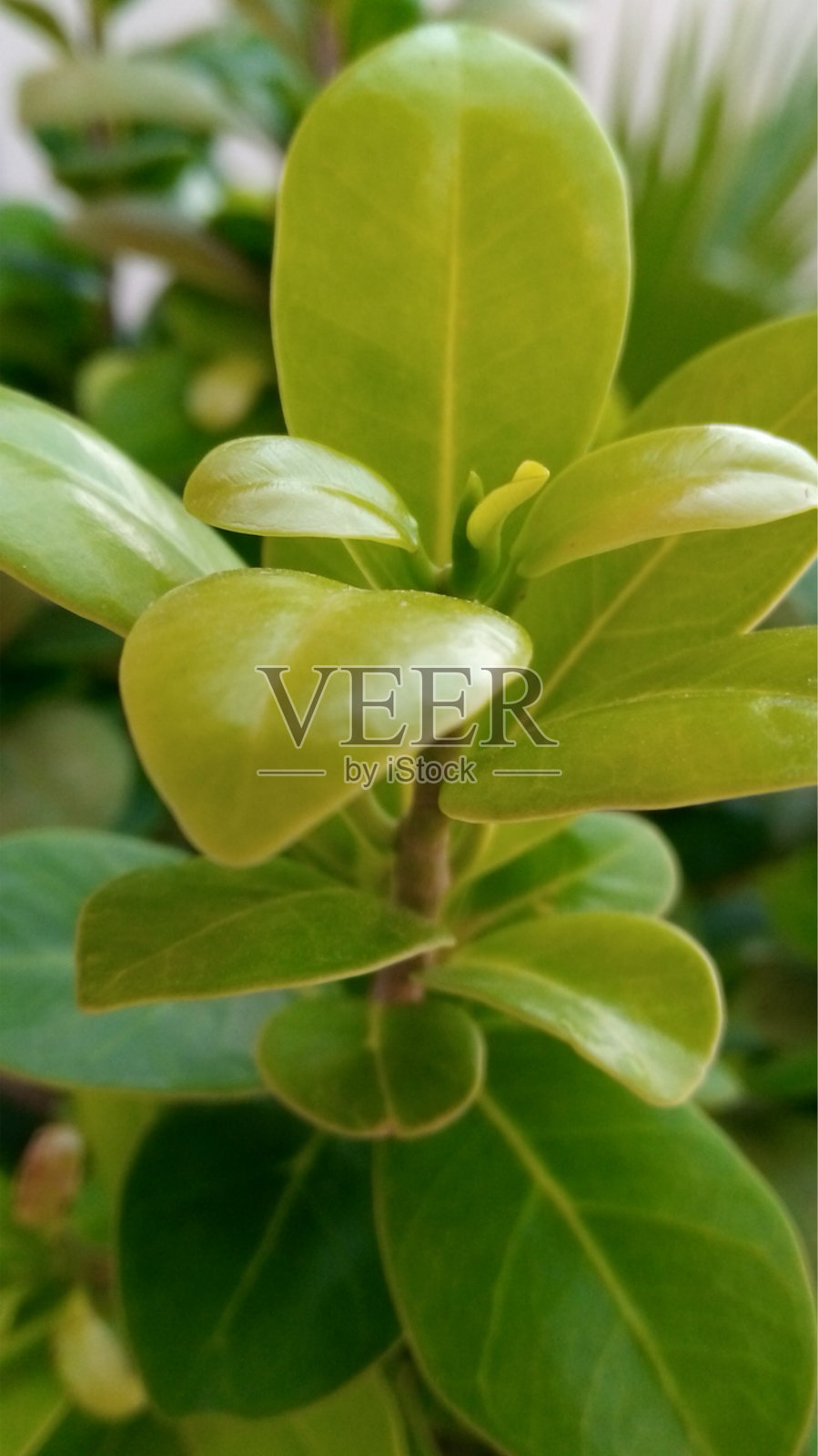 大自然的美丽照片摄影图片