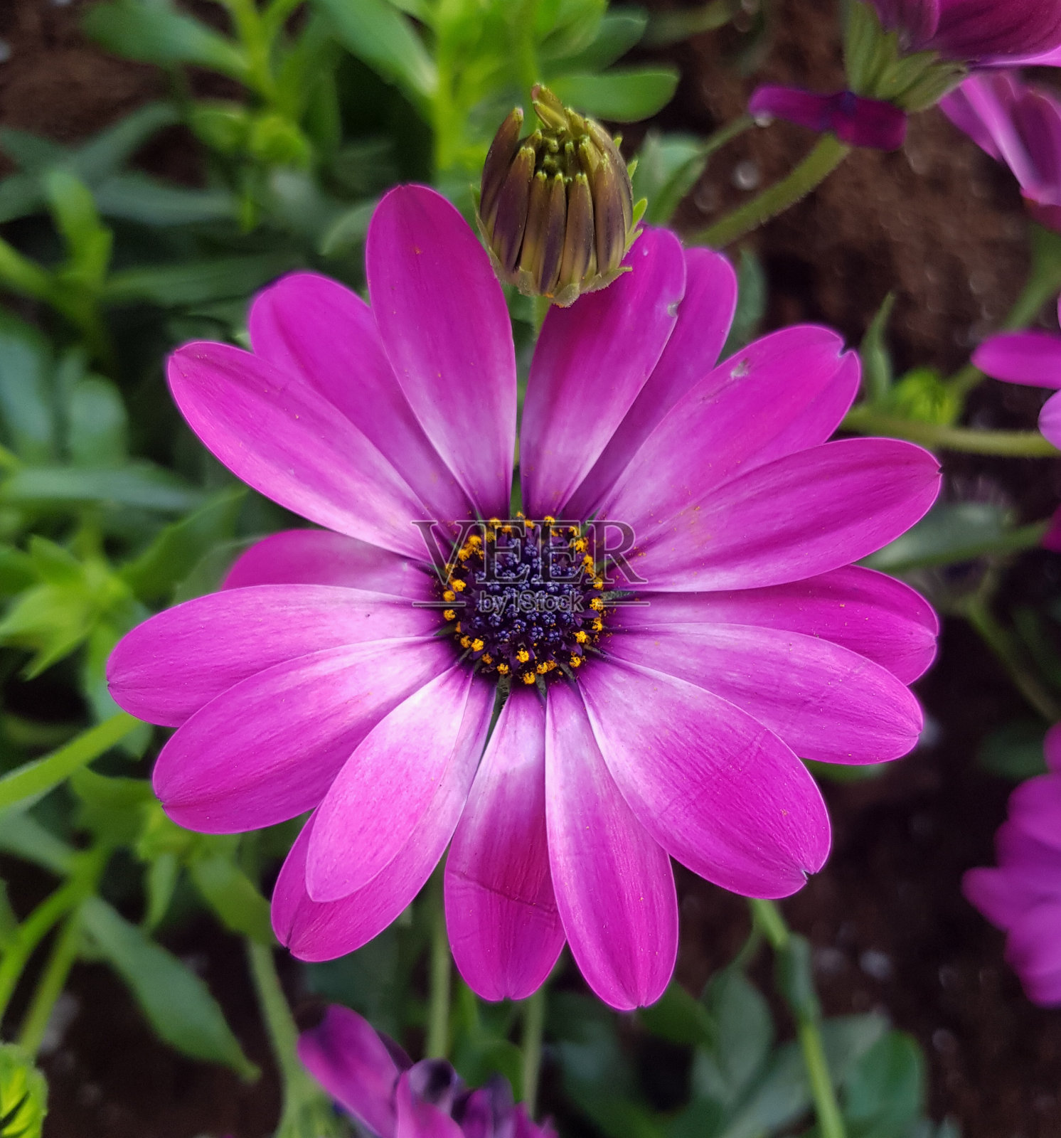 紫色和粉红色的花园装饰花为背景照片摄影图片
